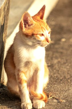 Turuncu bir kedi oturuyor ve sakince bakıyor..