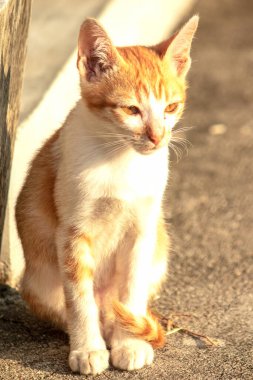 Turuncu bir kedi oturuyor ve sakince bakıyor..