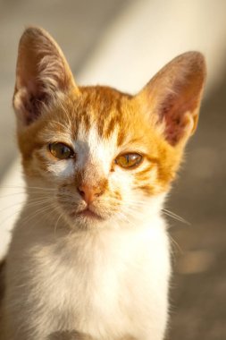 Turuncu bir kedi oturuyor ve sakince bakıyor..
