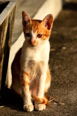 Turuncu bir kedi oturuyor ve sakince bakıyor..