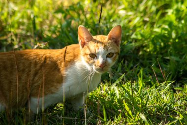 Çimenlikteki turuncu kediler kendilerini kamufle etmek ve avlarını gözlemlemek için otların yüksekliğini kullanırlar..