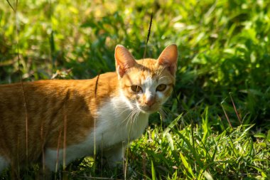 Çimenlikteki turuncu kediler kendilerini kamufle etmek ve avlarını gözlemlemek için otların yüksekliğini kullanırlar..