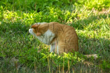 Çimenlikteki turuncu kediler kendilerini kamufle etmek ve avlarını gözlemlemek için otların yüksekliğini kullanırlar..