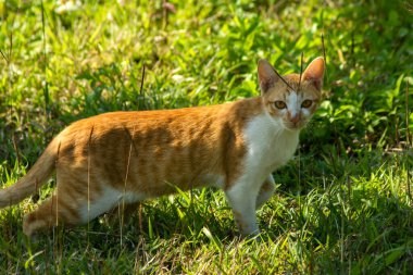 Çimenlikteki turuncu kediler kendilerini kamufle etmek ve avlarını gözlemlemek için otların yüksekliğini kullanırlar..