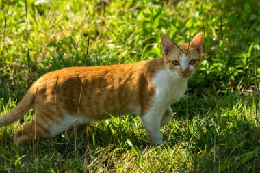 Çimenlikteki turuncu kediler kendilerini kamufle etmek ve avlarını gözlemlemek için otların yüksekliğini kullanırlar..