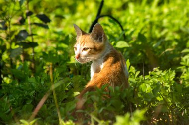 Çimenlikteki turuncu kediler kendilerini kamufle etmek ve avlarını gözlemlemek için otların yüksekliğini kullanırlar..