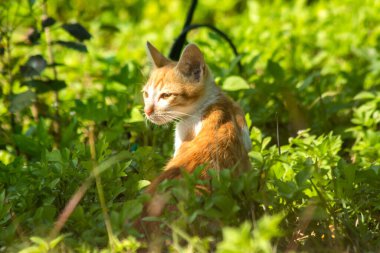 Çimenlikteki turuncu kediler kendilerini kamufle etmek ve avlarını gözlemlemek için otların yüksekliğini kullanırlar..