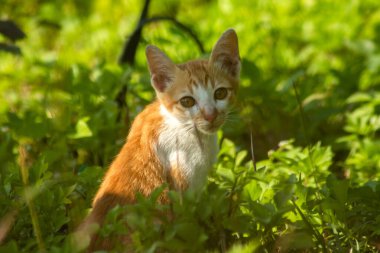 Çimenlikteki turuncu kediler kendilerini kamufle etmek ve avlarını gözlemlemek için otların yüksekliğini kullanırlar..