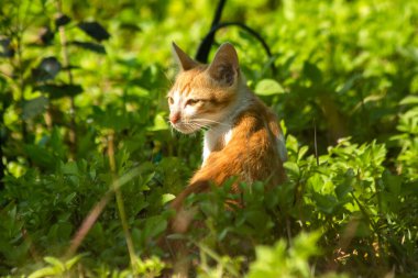 Çimenlikteki turuncu kediler kendilerini kamufle etmek ve avlarını gözlemlemek için otların yüksekliğini kullanırlar..