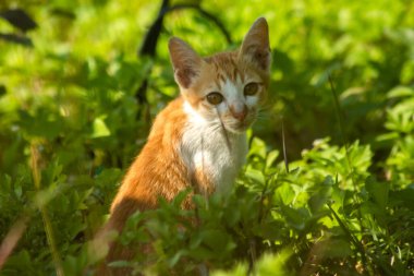 Çimenlikteki turuncu kediler kendilerini kamufle etmek ve avlarını gözlemlemek için otların yüksekliğini kullanırlar..