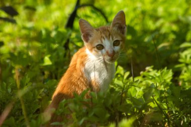 Çimenlikteki turuncu kediler kendilerini kamufle etmek ve avlarını gözlemlemek için otların yüksekliğini kullanırlar..