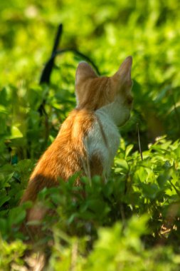 Çimenlikteki turuncu kediler kendilerini kamufle etmek ve avlarını gözlemlemek için otların yüksekliğini kullanırlar..