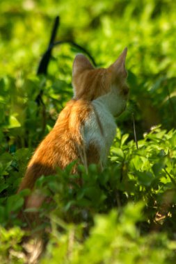 Çimenlikteki turuncu kediler kendilerini kamufle etmek ve avlarını gözlemlemek için otların yüksekliğini kullanırlar..