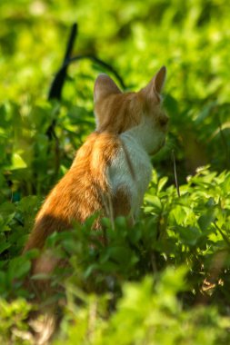 Çimenlikteki turuncu kediler kendilerini kamufle etmek ve avlarını gözlemlemek için otların yüksekliğini kullanırlar..