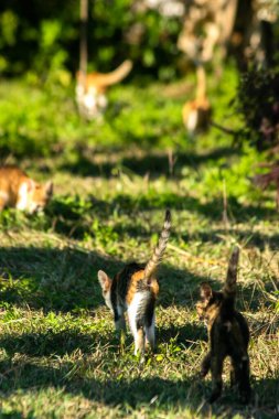Çimenlikteki turuncu kediler kendilerini kamufle etmek ve avlarını gözlemlemek için otların yüksekliğini kullanırlar..