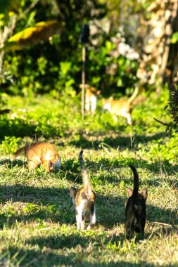 Çimenlikteki turuncu kediler kendilerini kamufle etmek ve avlarını gözlemlemek için otların yüksekliğini kullanırlar..
