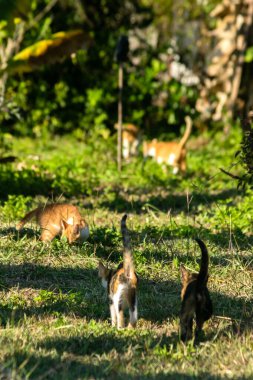 Çimenlikteki turuncu kediler kendilerini kamufle etmek ve avlarını gözlemlemek için otların yüksekliğini kullanırlar..