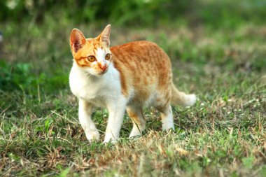 Çimenlikteki turuncu kediler kendilerini kamufle etmek ve avlarını gözlemlemek için otların yüksekliğini kullanırlar..