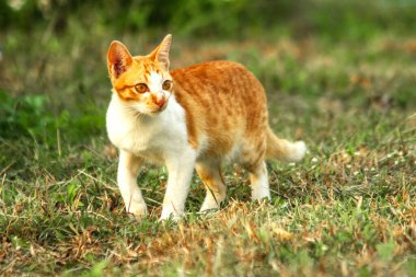 Çimenlikteki turuncu kediler kendilerini kamufle etmek ve avlarını gözlemlemek için otların yüksekliğini kullanırlar..