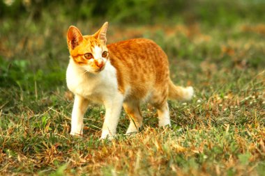 Çimenlikteki turuncu kediler kendilerini kamufle etmek ve avlarını gözlemlemek için otların yüksekliğini kullanırlar..
