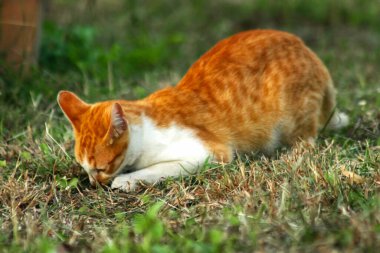 Çimenlikteki turuncu kediler kendilerini kamufle etmek ve avlarını gözlemlemek için otların yüksekliğini kullanırlar..