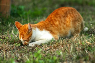 Çimenlikteki turuncu kediler kendilerini kamufle etmek ve avlarını gözlemlemek için otların yüksekliğini kullanırlar..