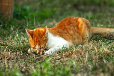 Çimenlikteki turuncu kediler kendilerini kamufle etmek ve avlarını gözlemlemek için otların yüksekliğini kullanırlar..