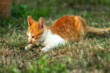 Çimenlikteki turuncu kediler kendilerini kamufle etmek ve avlarını gözlemlemek için otların yüksekliğini kullanırlar..