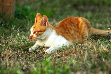 Çimenlikteki turuncu kediler kendilerini kamufle etmek ve avlarını gözlemlemek için otların yüksekliğini kullanırlar..