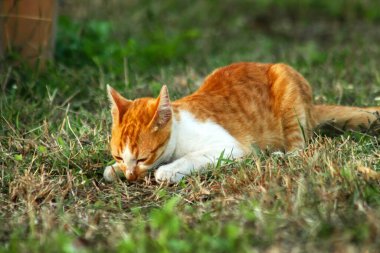 Çimenlikteki turuncu kediler kendilerini kamufle etmek ve avlarını gözlemlemek için otların yüksekliğini kullanırlar..