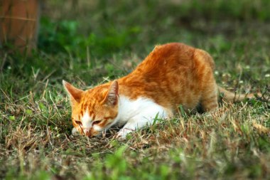 Çimenlikteki turuncu kediler kendilerini kamufle etmek ve avlarını gözlemlemek için otların yüksekliğini kullanırlar..