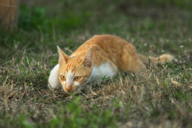 Çimenlikteki turuncu kediler kendilerini kamufle etmek ve avlarını gözlemlemek için otların yüksekliğini kullanırlar..