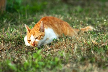 Çimenlikteki turuncu kediler kendilerini kamufle etmek ve avlarını gözlemlemek için otların yüksekliğini kullanırlar..