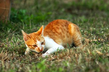 Çimenlikteki turuncu kediler kendilerini kamufle etmek ve avlarını gözlemlemek için otların yüksekliğini kullanırlar..