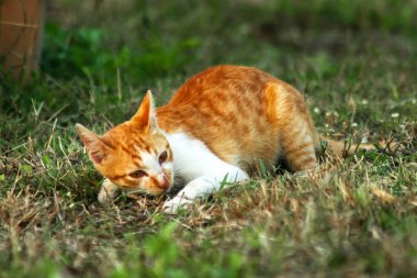 Çimenlikteki turuncu kediler kendilerini kamufle etmek ve avlarını gözlemlemek için otların yüksekliğini kullanırlar..