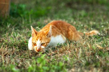 Çimenlikteki turuncu kediler kendilerini kamufle etmek ve avlarını gözlemlemek için otların yüksekliğini kullanırlar..