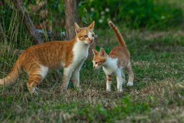 Çimenlikteki turuncu kediler kendilerini kamufle etmek ve avlarını gözlemlemek için otların yüksekliğini kullanırlar..