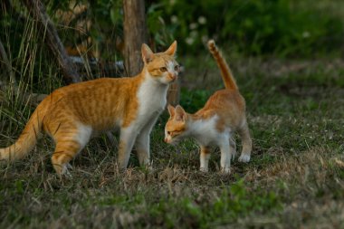 Çimenlikteki turuncu kediler kendilerini kamufle etmek ve avlarını gözlemlemek için otların yüksekliğini kullanırlar..
