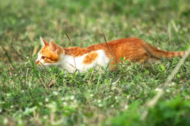 Çimenlikteki turuncu kediler kendilerini kamufle etmek ve avlarını gözlemlemek için otların yüksekliğini kullanırlar..