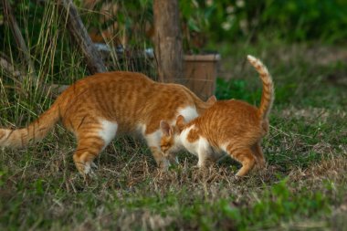 Çimenlikteki turuncu kediler kendilerini kamufle etmek ve avlarını gözlemlemek için otların yüksekliğini kullanırlar..