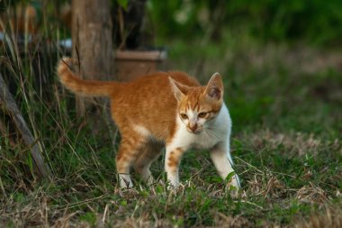 Çimenlikteki turuncu kediler kendilerini kamufle etmek ve avlarını gözlemlemek için otların yüksekliğini kullanırlar..