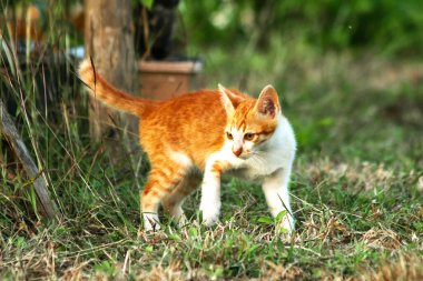 Çimenlikteki turuncu kediler kendilerini kamufle etmek ve avlarını gözlemlemek için otların yüksekliğini kullanırlar..