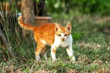 Çimenlikteki turuncu kediler kendilerini kamufle etmek ve avlarını gözlemlemek için otların yüksekliğini kullanırlar..