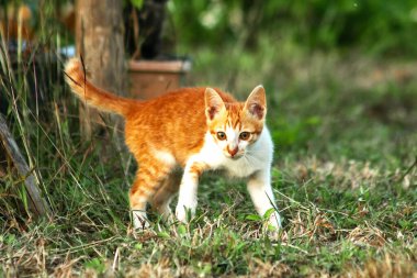 Çimenlikteki turuncu kediler kendilerini kamufle etmek ve avlarını gözlemlemek için otların yüksekliğini kullanırlar..