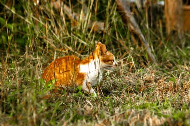 Çimenlikteki turuncu kediler kendilerini kamufle etmek ve avlarını gözlemlemek için otların yüksekliğini kullanırlar..