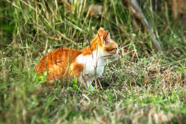Çimenlikteki turuncu kediler kendilerini kamufle etmek ve avlarını gözlemlemek için otların yüksekliğini kullanırlar..