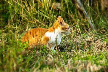 Çimenlikteki turuncu kediler kendilerini kamufle etmek ve avlarını gözlemlemek için otların yüksekliğini kullanırlar..