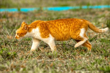 Çimenlikteki turuncu kediler kendilerini kamufle etmek ve avlarını gözlemlemek için otların yüksekliğini kullanırlar..