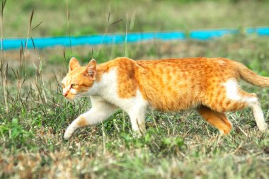 Çimenlikteki turuncu kediler kendilerini kamufle etmek ve avlarını gözlemlemek için otların yüksekliğini kullanırlar..