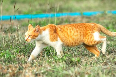 Çimenlikteki turuncu kediler kendilerini kamufle etmek ve avlarını gözlemlemek için otların yüksekliğini kullanırlar..